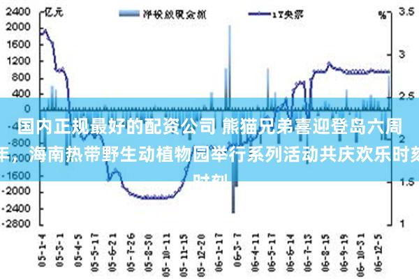 国内正规最好的配资公司 熊猫兄弟喜迎登岛六周年，海南热带野生